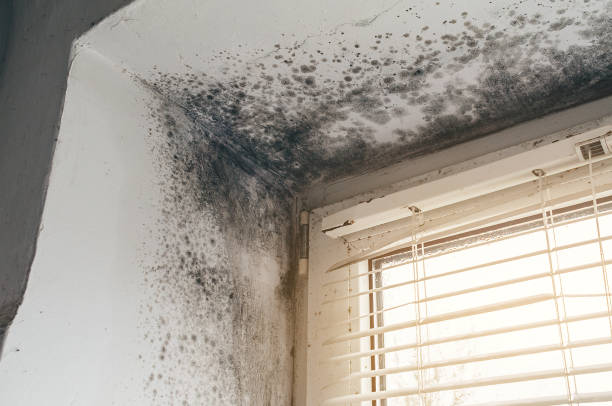 Mold Remediation service in Andover, Andover, MA